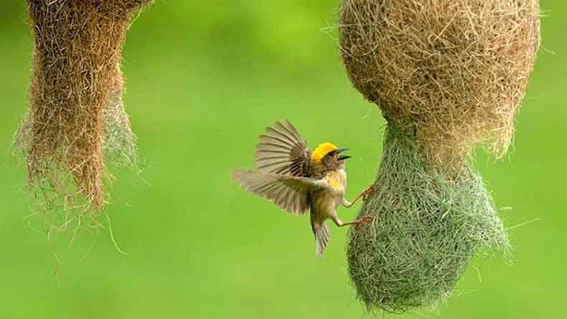 বিলুপ্তির পথে বাবুই পাখির বাসা!