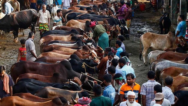 আফতাবনগরে গরুর হাট বসানো যাবে না: আপিল বিভাগ