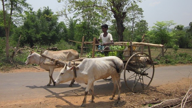 আধুনিকতার স্পর্শে হারিয়ে যাচ্ছে গরুর গাড়ি