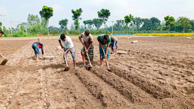 আগাম আলু চাষে ব্যস্ত উত্তরের কৃষকরা