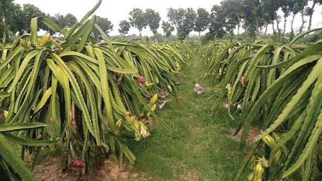 ড্রাগন চাষে ঝুঁকছেন বরেন্দ্র অঞ্চলের চাষিরা