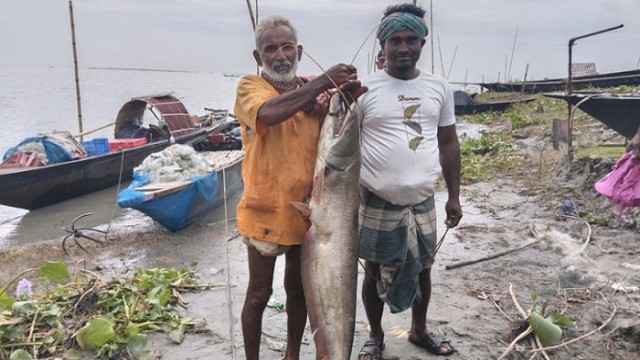 পদ্মায় জেলের জালে ধরা পড়ল ১২ কেজির বোয়াল