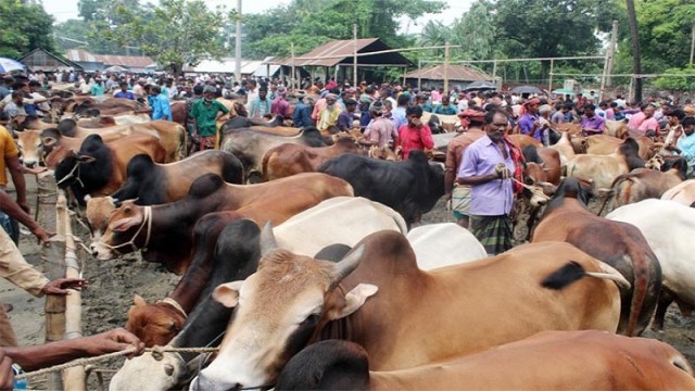 জমে উঠছে রাজধানীর পশুর হাট